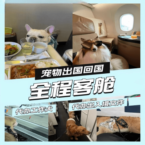 南通市宠物托运到白俄罗斯宠物入境规定和要求
